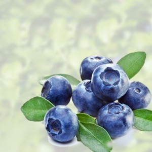 Blaubeere / Heidelbeere