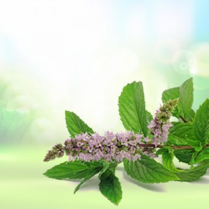 Mint