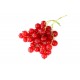 Johannisbeere