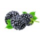 Brombeere