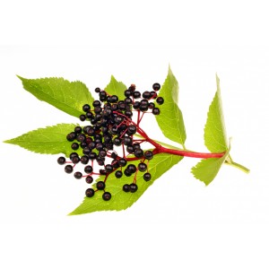 Holunderbeere