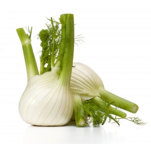 Fenchel