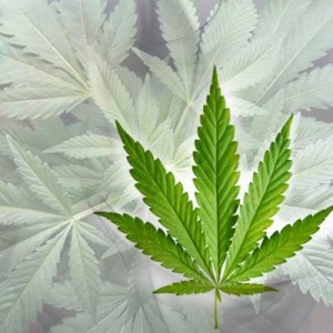 Tabak Cannabis