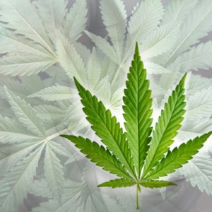 CBD Liquid 1% 